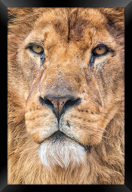  the king Framed Print by Kelvin Rumsby