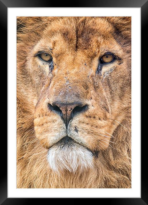  the king Framed Mounted Print by Kelvin Rumsby