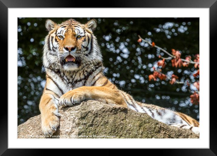 tiger Framed Mounted Print by Kelvin Rumsby