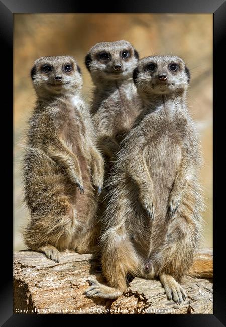 meerkats Framed Print by Kelvin Rumsby
