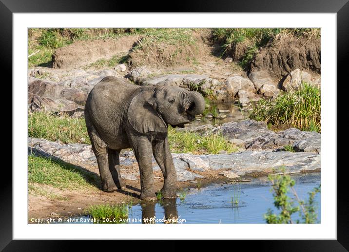 drinking elephant Framed Mounted Print by Kelvin Rumsby