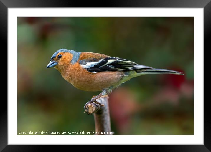 Chaffinch Framed Mounted Print by Kelvin Rumsby