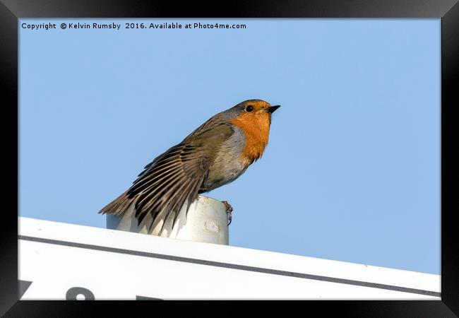 Sign robin Framed Print by Kelvin Rumsby