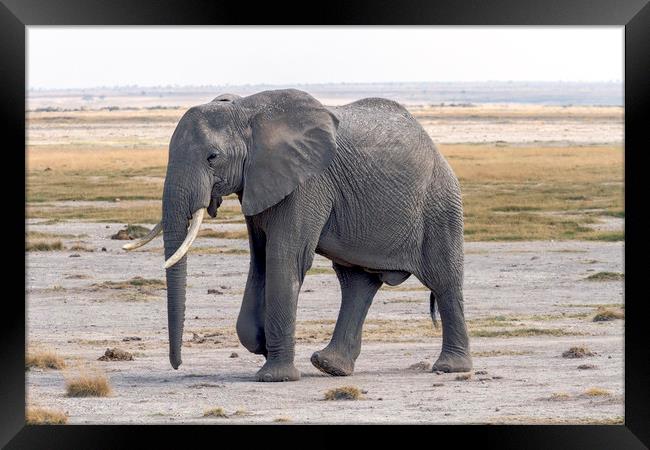bull elephant Framed Print by Kelvin Rumsby