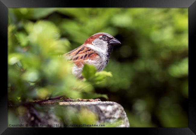 male house sparrow Framed Print by Kelvin Rumsby