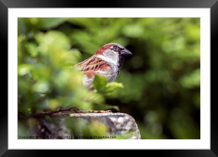 male house sparrow Framed Mounted Print by Kelvin Rumsby