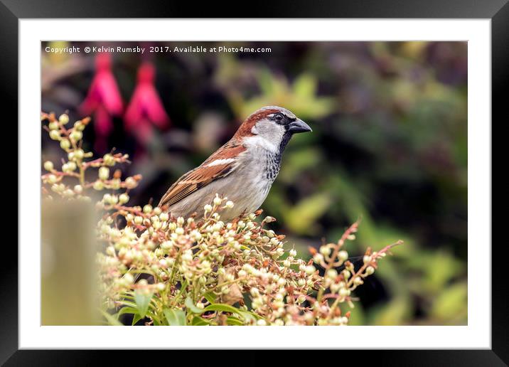 sparrow Framed Mounted Print by Kelvin Rumsby