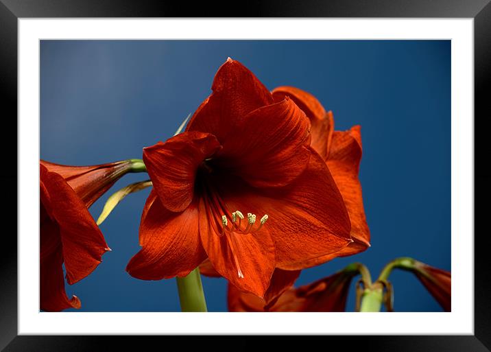 Amaryllis Framed Mounted Print by Chris Wooldridge