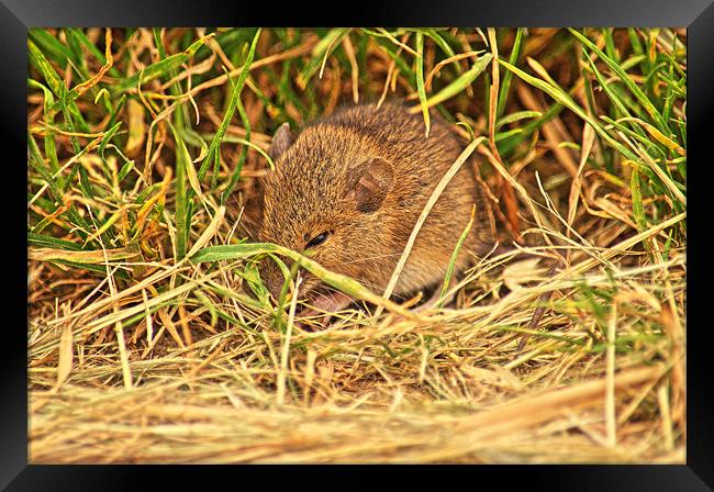 Little Vole Framed Print by Chris Wooldridge