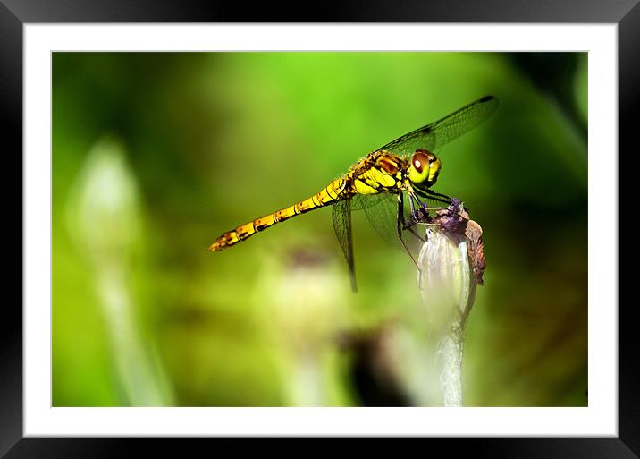 Beautiful Dragonfly Framed Mounted Print by Chris Wooldridge