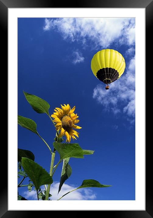 Balloon flying over sunflower Framed Mounted Print by Peter Cope