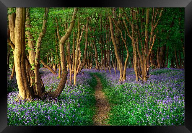 Sussex Bluebells Framed Print by sam moore