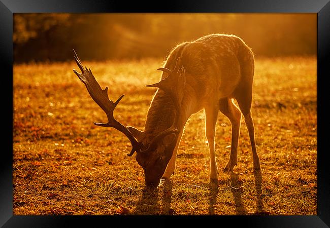 Sussex Deer at Sunrise Framed Print by sam moore