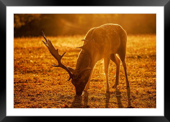 Sussex Deer at Sunrise Framed Mounted Print by sam moore