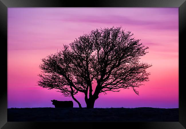 Cow under a Tree Framed Print by sam moore