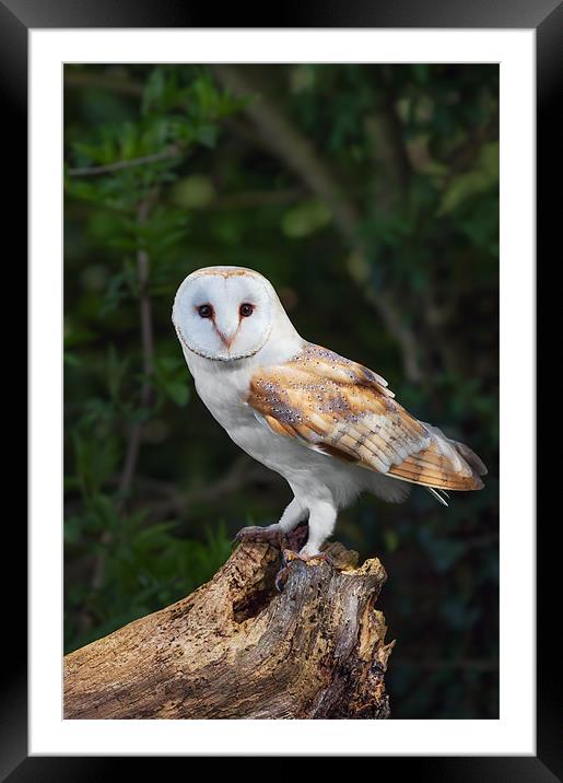 Barn Owl on Tree Stump Framed Mounted Print by Ian Duffield