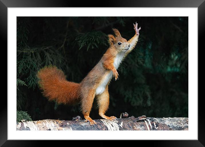 Red Squirrel says "Nuts Please" Framed Mounted Print by Ian Duffield