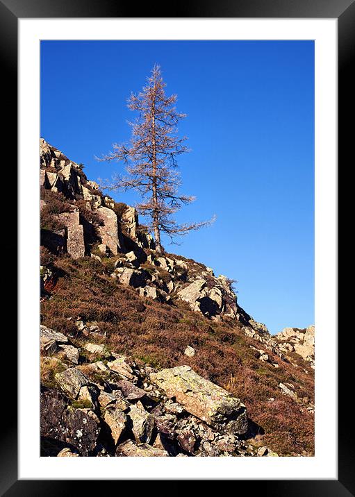 Lonesome Pine on High Rigg Framed Mounted Print by Ian Duffield