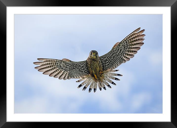 Kestrel about to pounce Framed Mounted Print by Ian Duffield