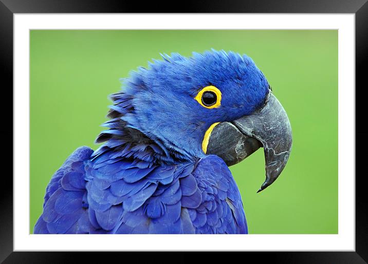 Hyacinth Macaw Framed Mounted Print by Ian Duffield
