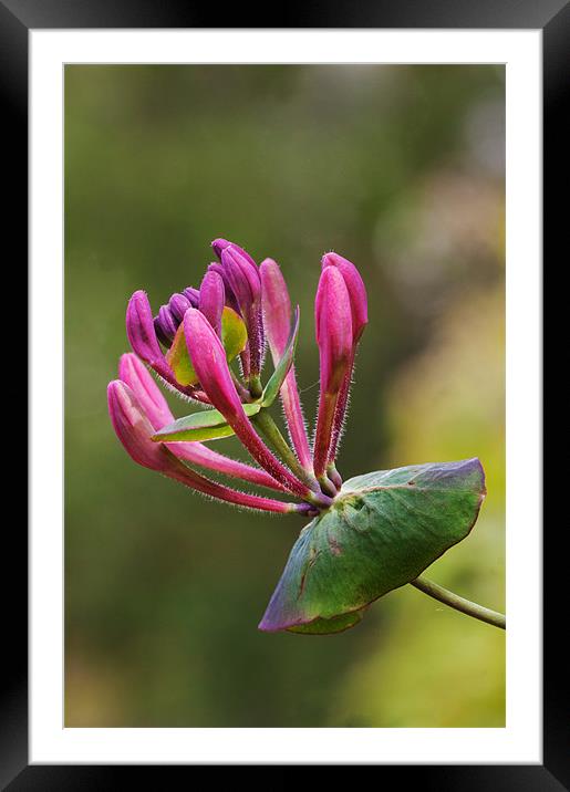 Honeysuckle Framed Mounted Print by Ian Duffield