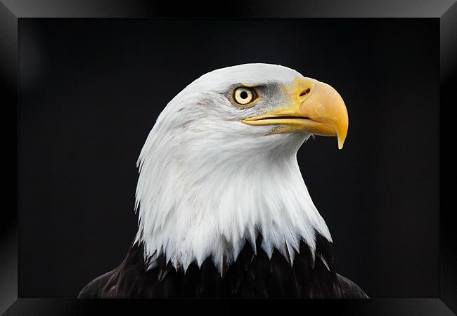 Majestic Bald Eagle Framed Print by Ian Duffield