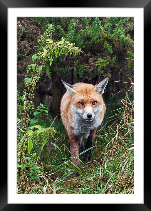 Fox emerging from the undergrowth Framed Mounted Print by Ian Duffield