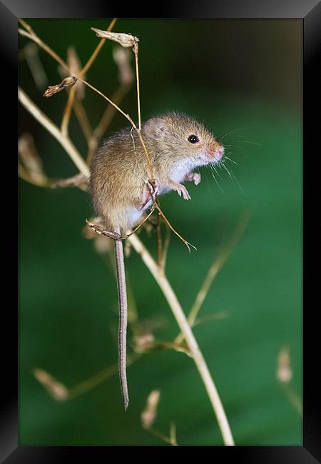 Harvest mouse balancing act Framed Print by Ian Duffield