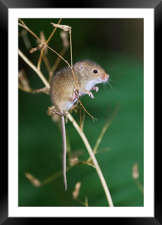 Harvest mouse balancing act Framed Mounted Print by Ian Duffield