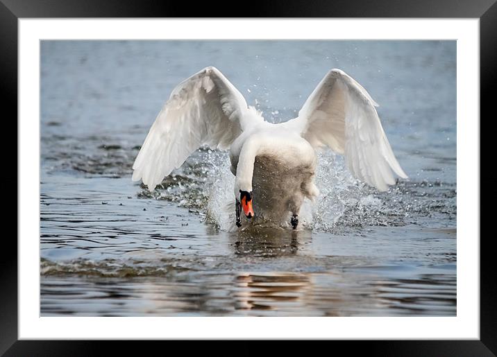 Charging swan means business! Framed Mounted Print by Ian Duffield