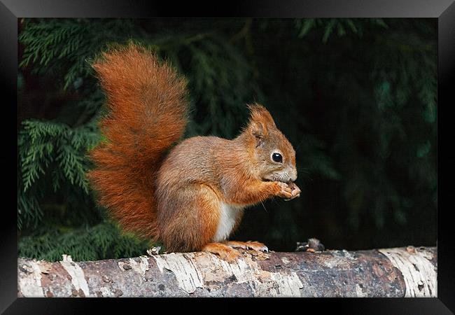 Red Squirrel finds time for a nibble Framed Print by Ian Duffield