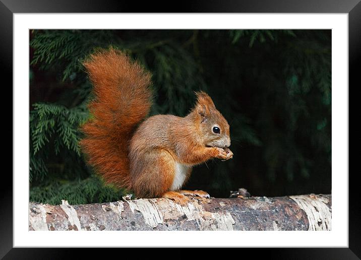 Red Squirrel finds time for a nibble Framed Mounted Print by Ian Duffield