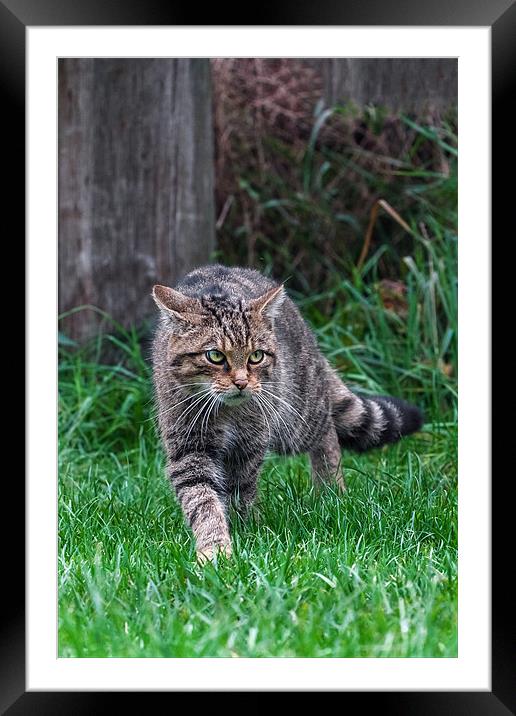 Wildcat on the prowl Framed Mounted Print by Ian Duffield