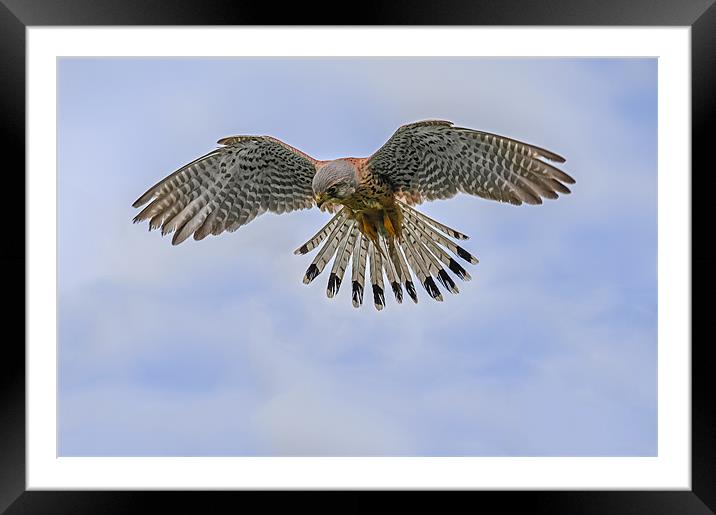 Windhover (Kestrel) in the sky Framed Mounted Print by Ian Duffield