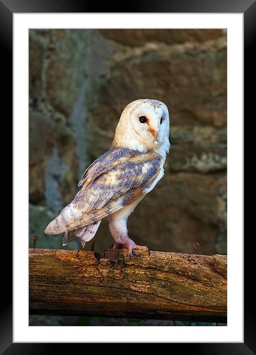 Barn owl in the right place Framed Mounted Print by Ian Duffield