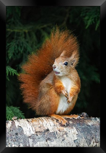 Red Squirrel wonders what is going on. Framed Print by Ian Duffield
