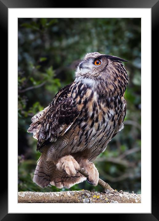 Inquisitive Eagle Owl. Framed Mounted Print by Ian Duffield