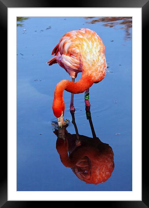 Flamingo reflection Framed Mounted Print by Ian Duffield