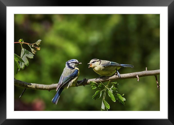 Blue tit feeding youngster Framed Mounted Print by Ian Duffield
