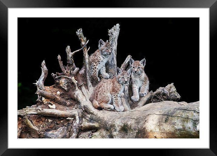 A trio of lynx cubs Framed Mounted Print by Ian Duffield