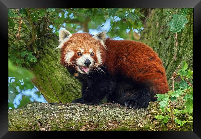 Red Panda in tree Framed Print by Ian Duffield