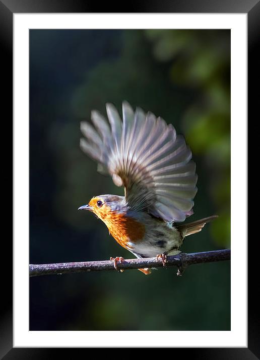 Flighty Robin Framed Mounted Print by Ian Duffield