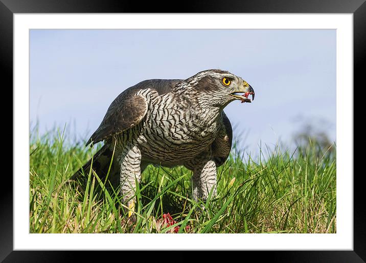  The Mighty Goshawk Framed Mounted Print by Ian Duffield