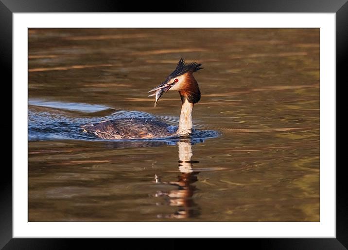 Great Crested Grebe with fish  Framed Mounted Print by Ian Duffield