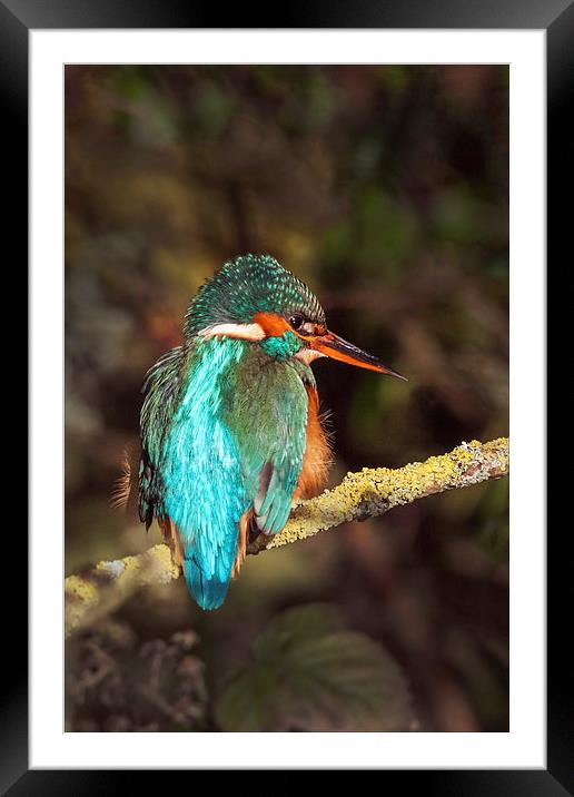 The Beautiful Kingfisher  Framed Mounted Print by Ian Duffield