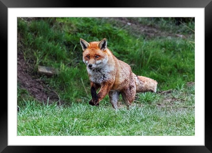  Fox on the run Framed Mounted Print by Ian Duffield