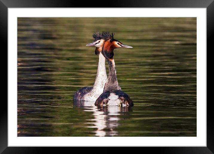  Great Crested Grebe courtship display Framed Mounted Print by Ian Duffield