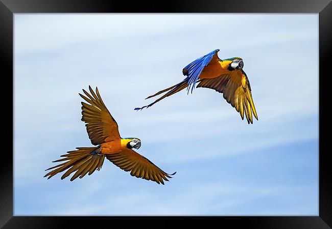  Colourful macaws in flight Framed Print by Ian Duffield