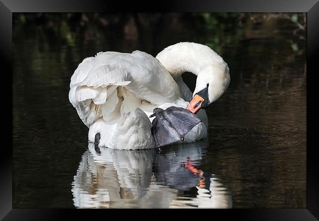  Mute Swan preening itself and reflected in water Framed Print by Ian Duffield