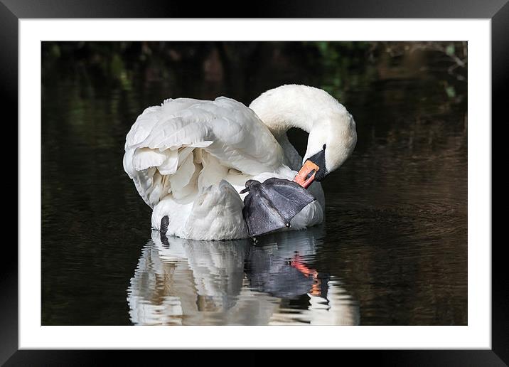  Mute Swan preening itself and reflected in water Framed Mounted Print by Ian Duffield